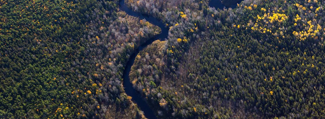 New England Forestry Foundation