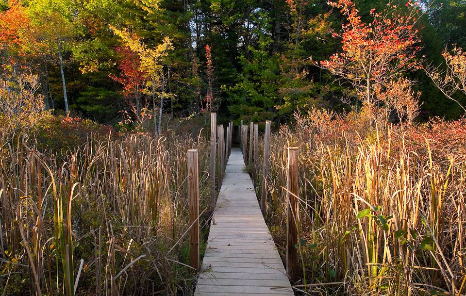 New England Forestry Foundation