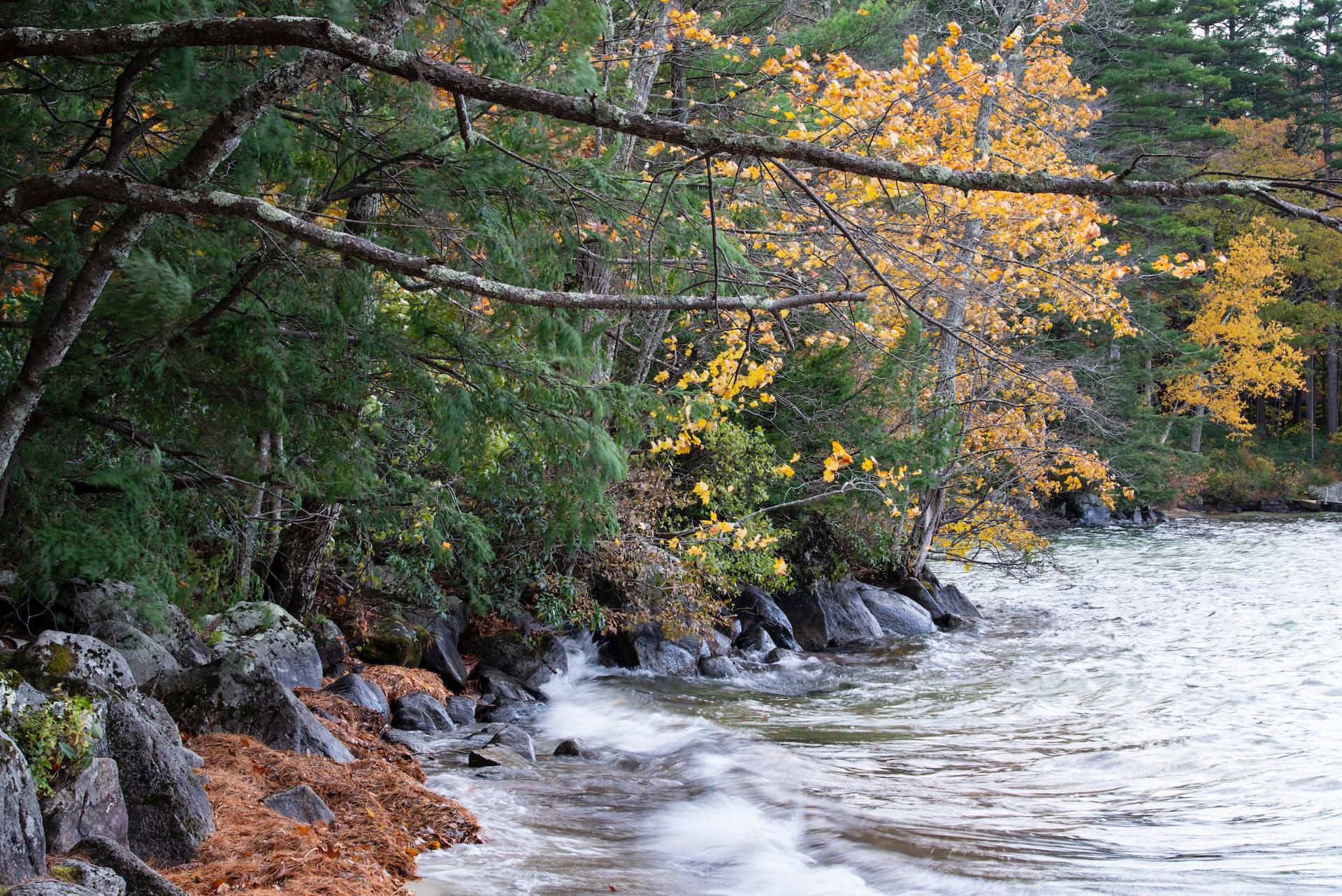 New England Forestry Foundation