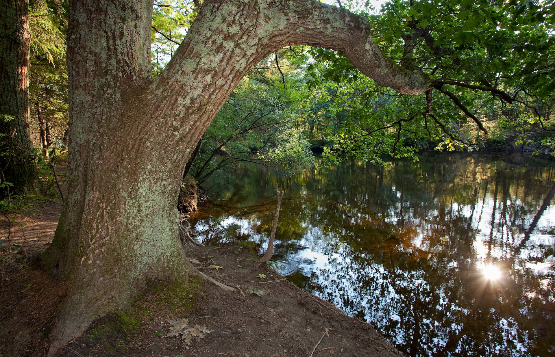 New England Forestry Foundation