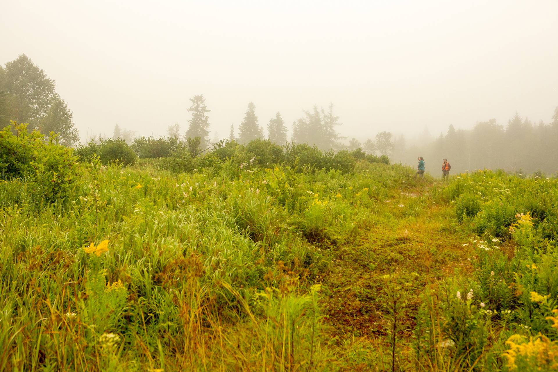 New England Forestry Foundation