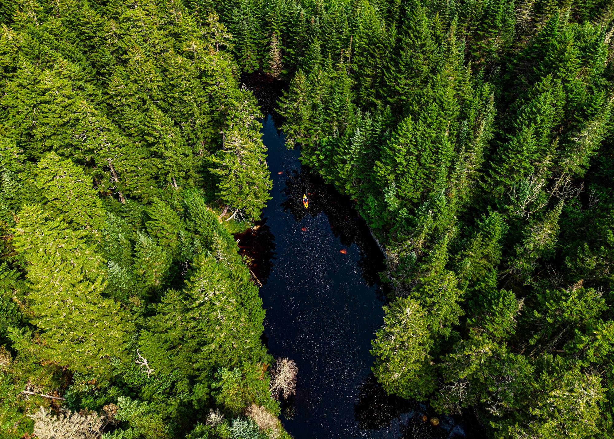 New England Forestry Foundation