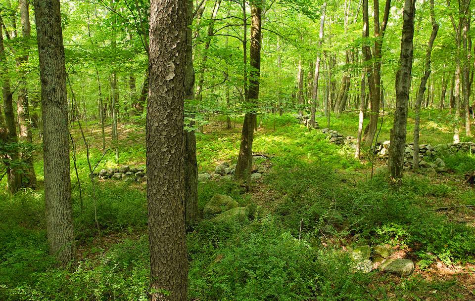 New England Forestry Foundation