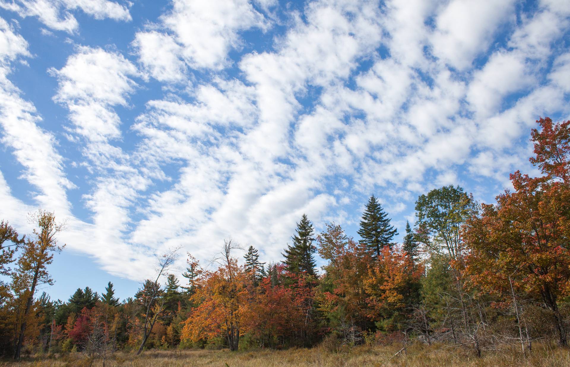 New England Forestry Foundation