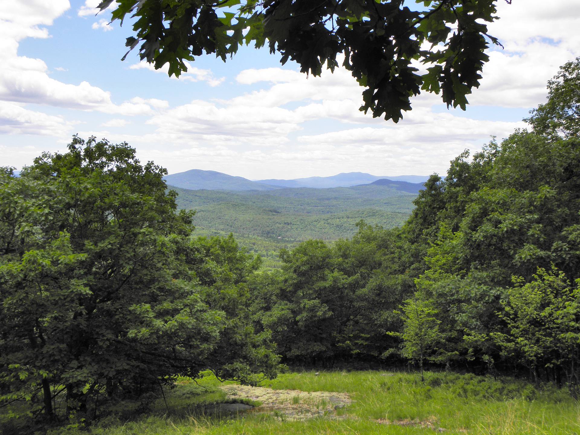 New England Forestry Foundation