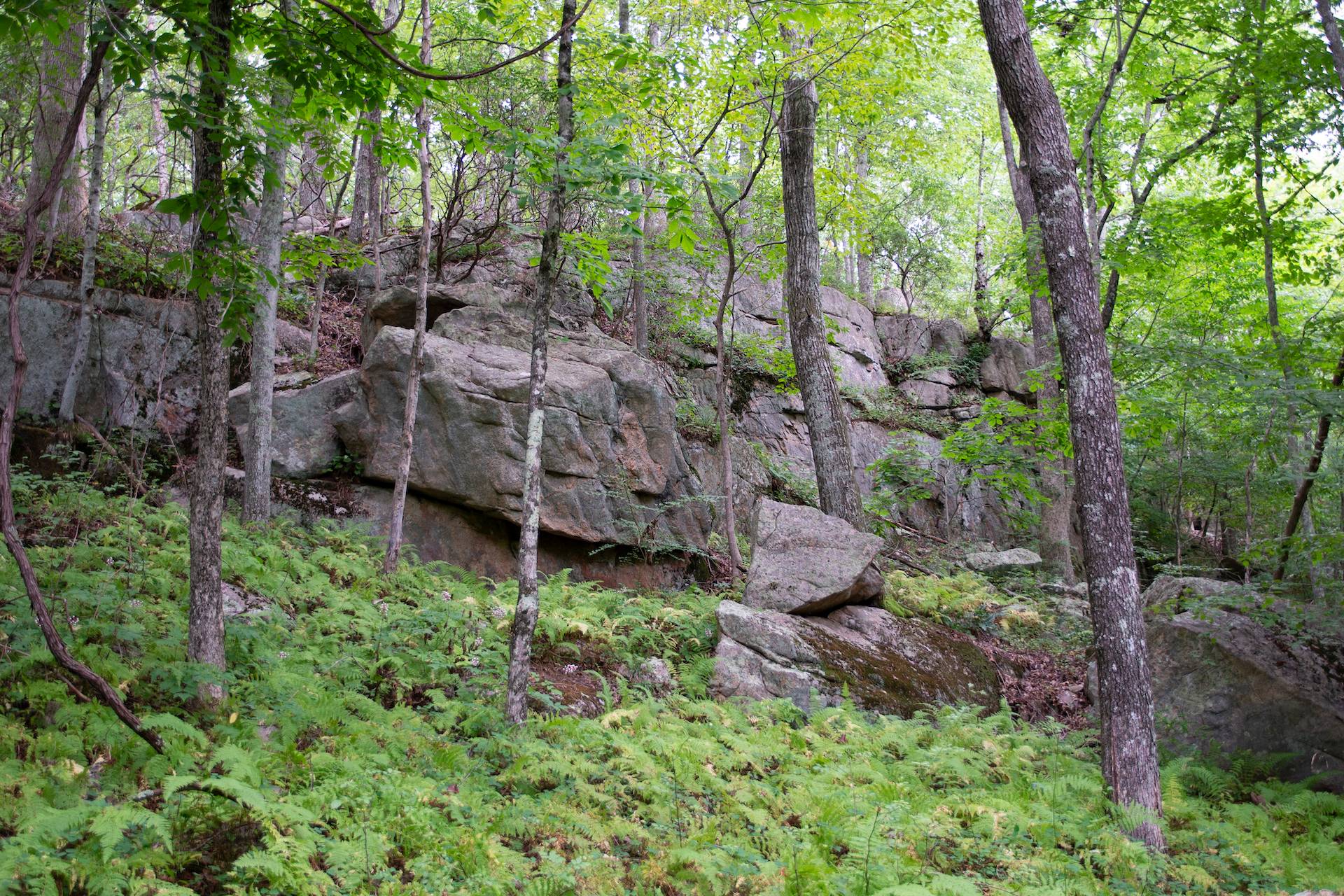 New England Forestry Foundation