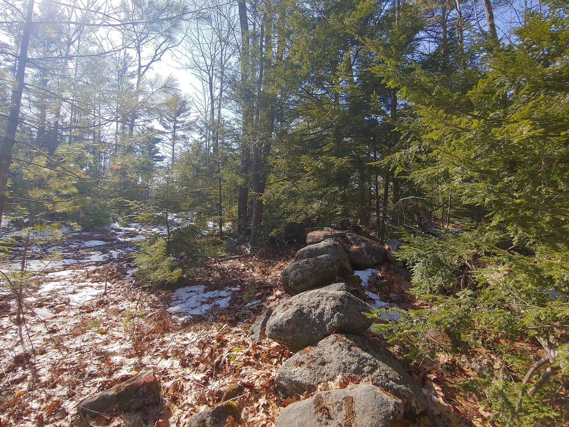 New England Forestry Foundation