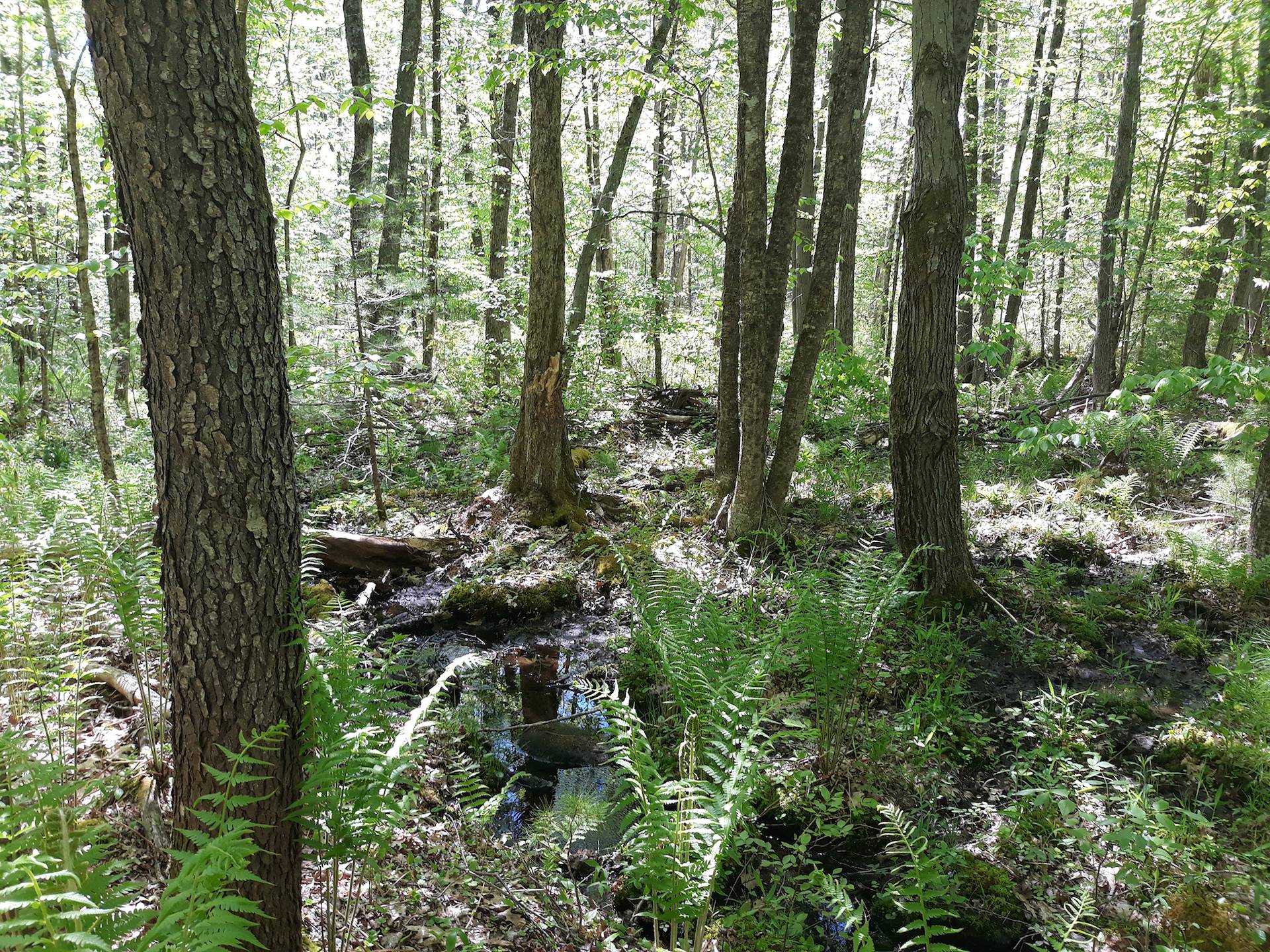 New England Forestry Foundation