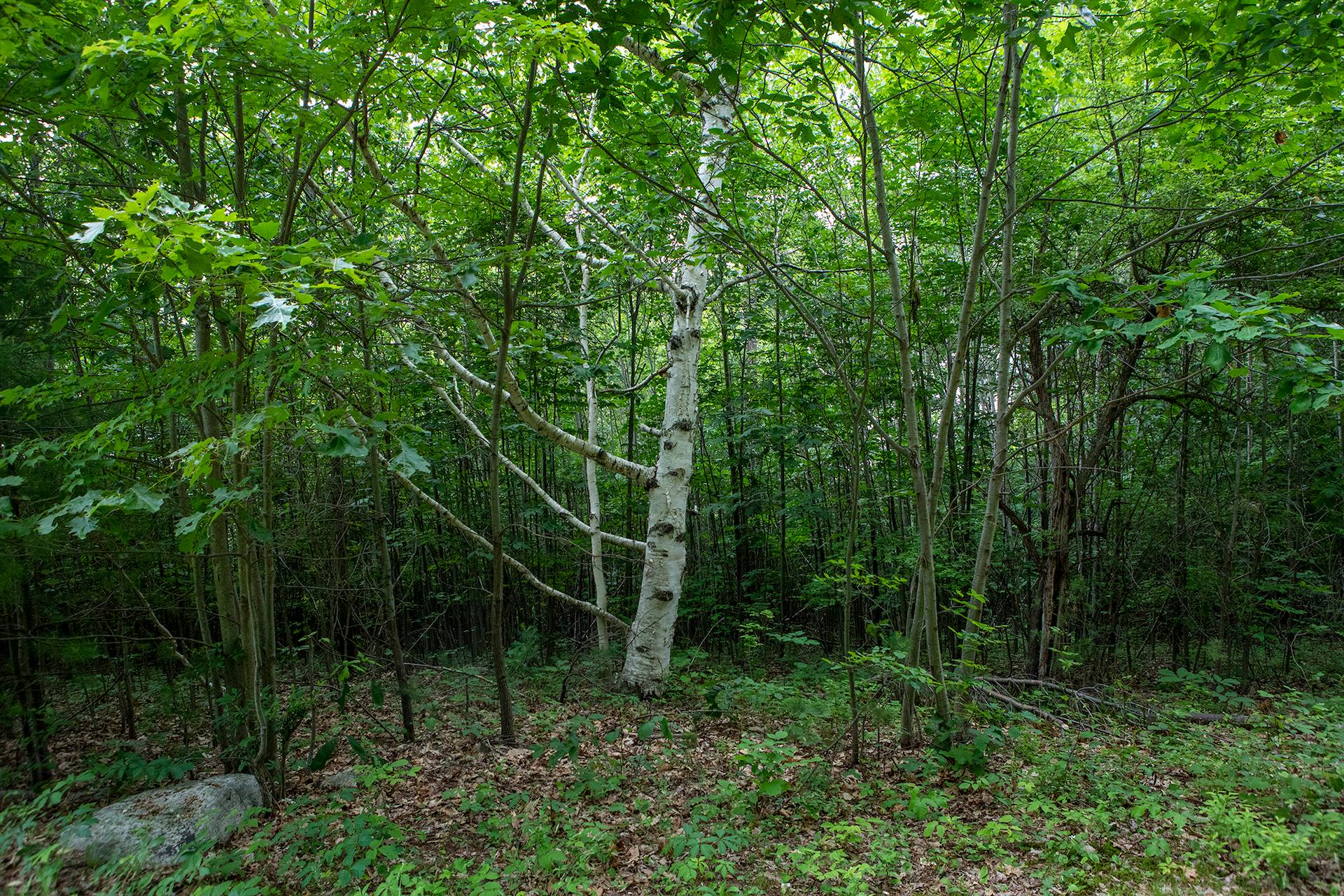 New England Forestry Foundation