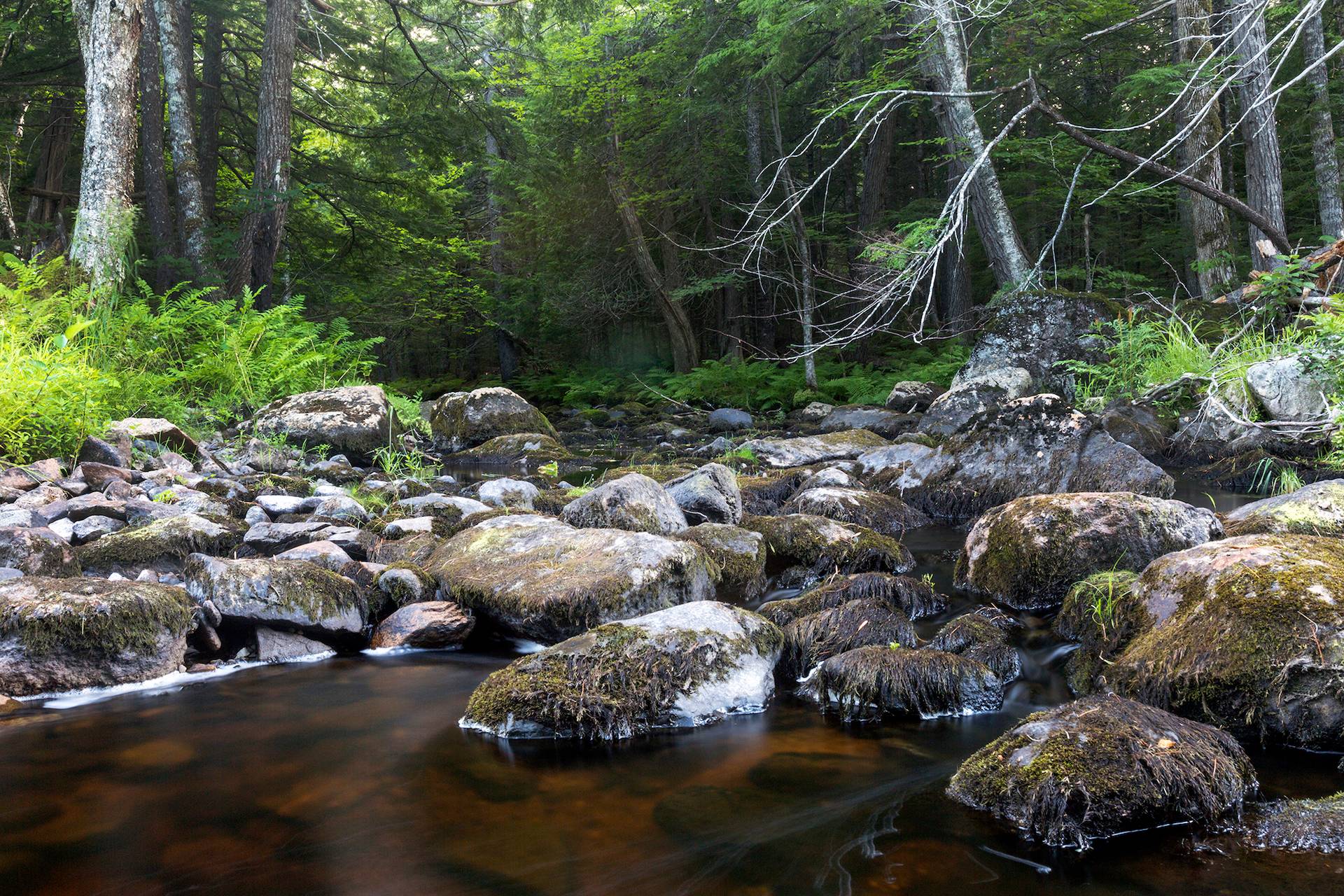 New England Forestry Foundation