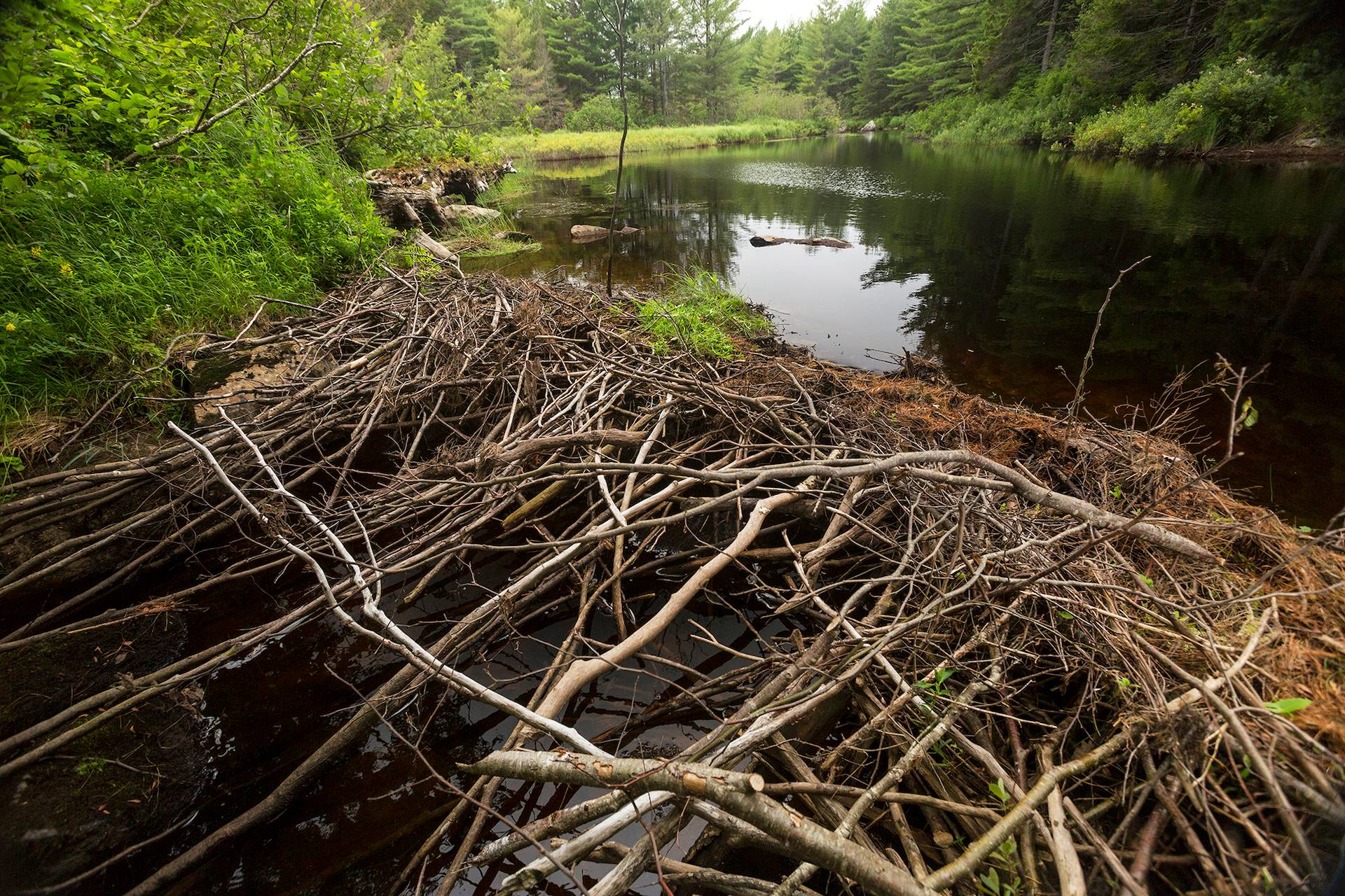 New England Forestry Foundation