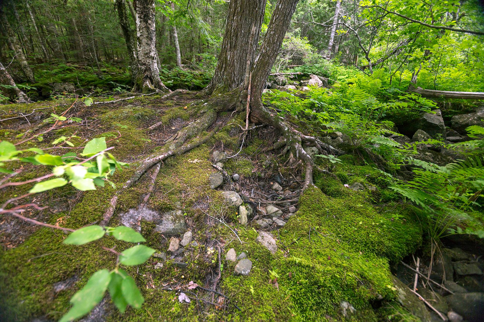 New England Forestry Foundation