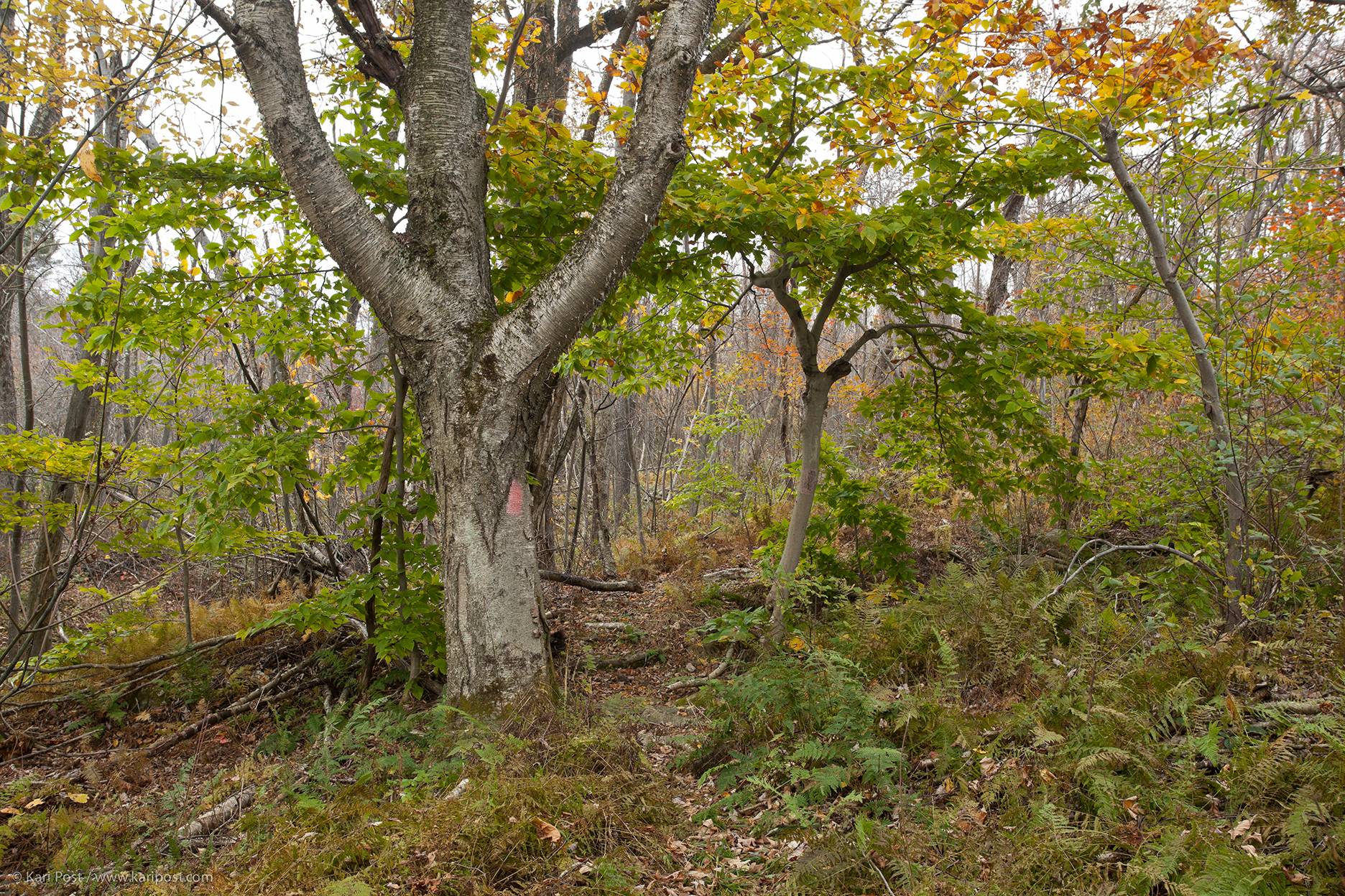 New England Forestry Foundation