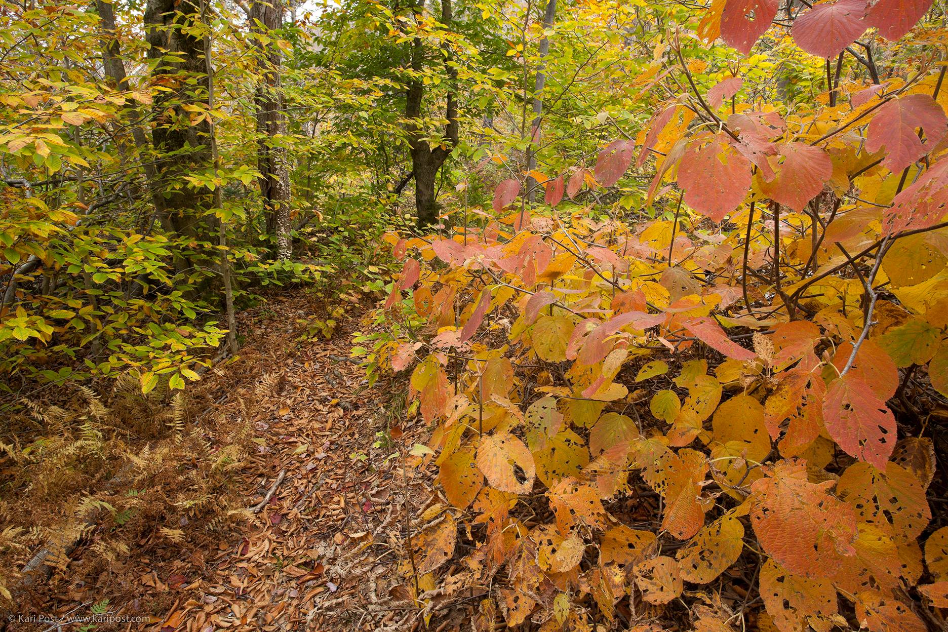 New England Forestry Foundation