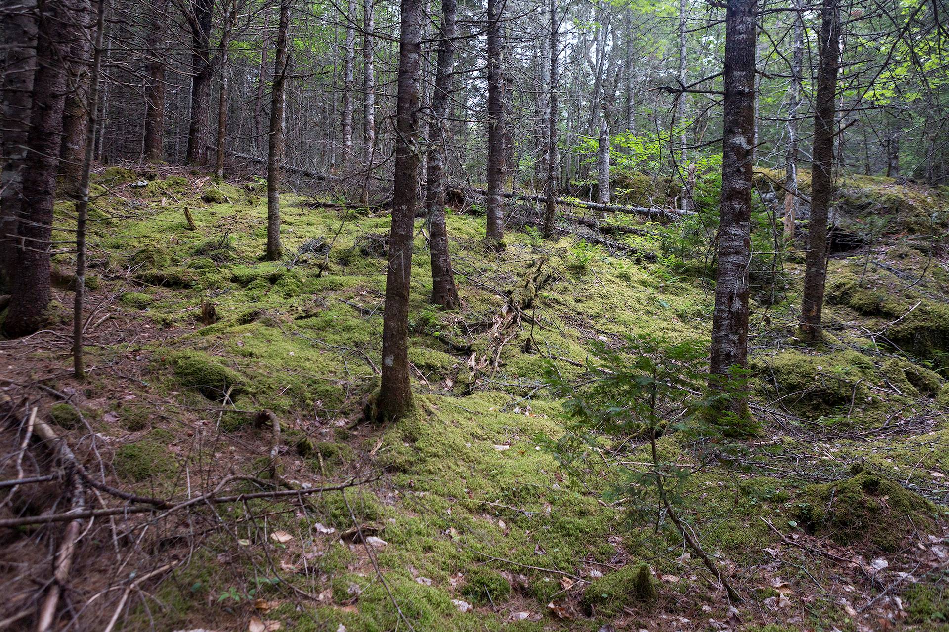 New England Forestry Foundation