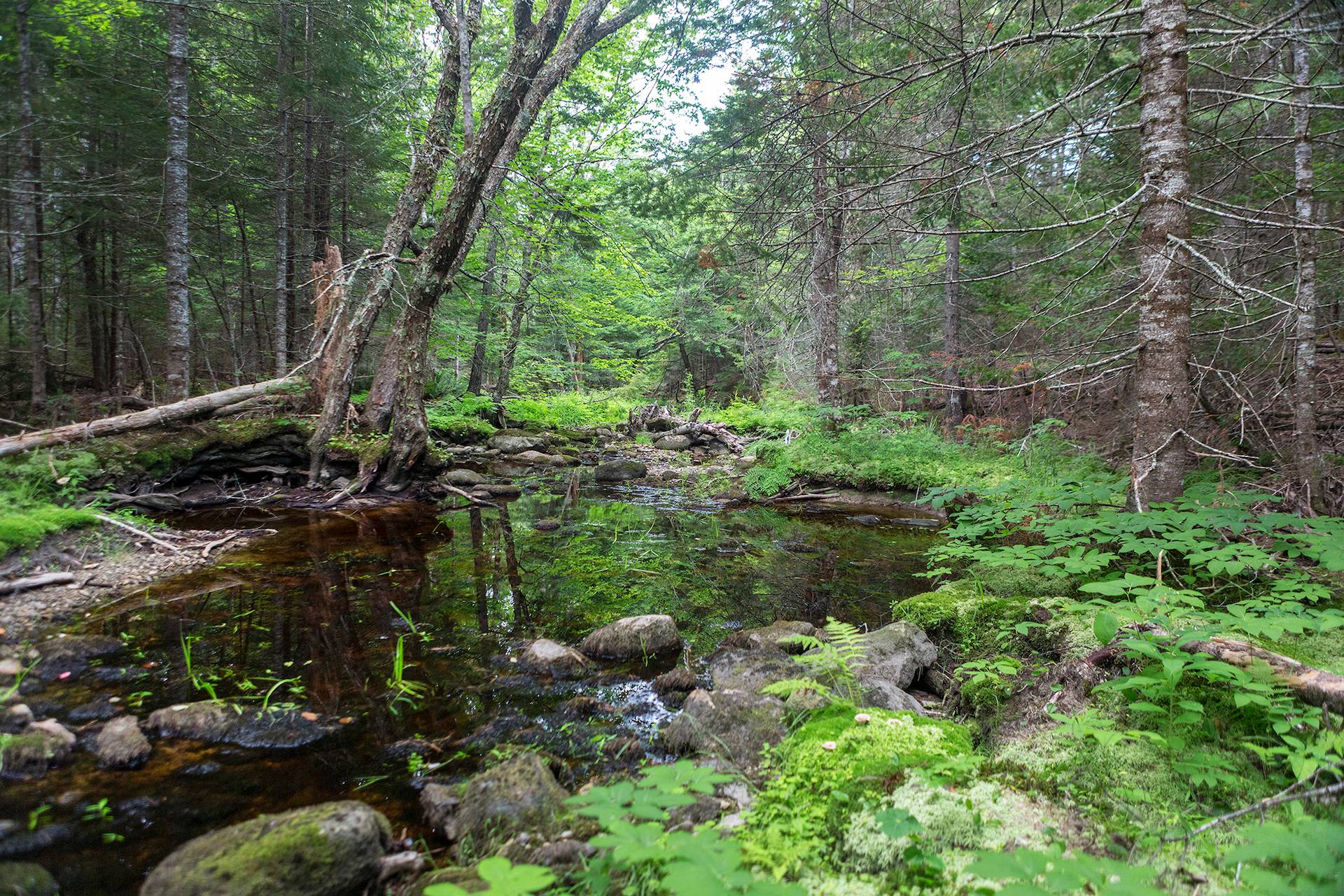 New England Forestry Foundation