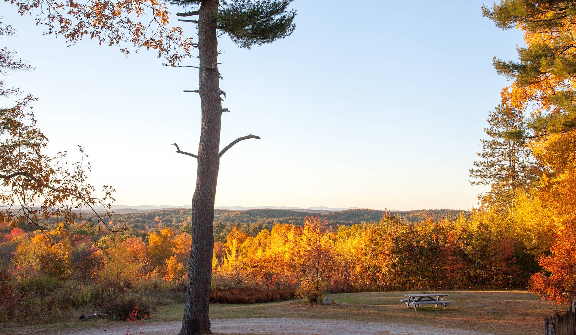 New England Forestry Foundation