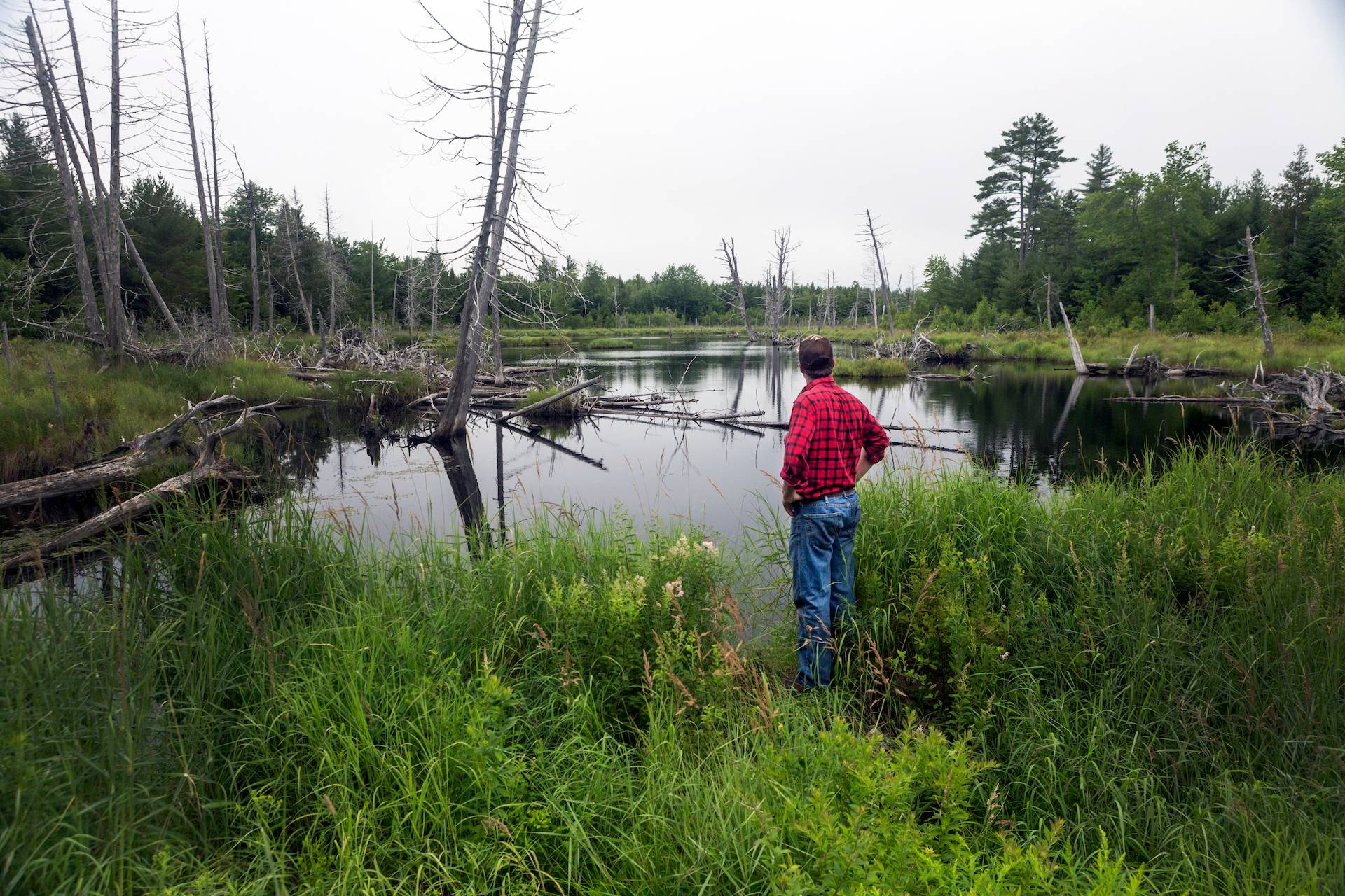 New England Forestry Foundation