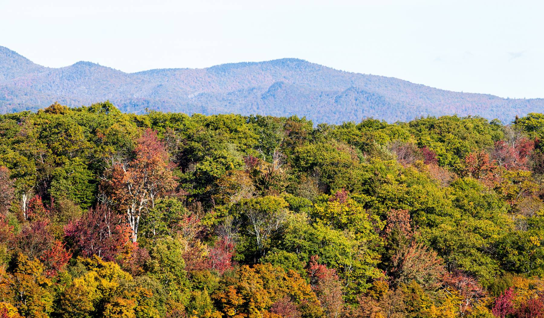 New England Forestry Foundation