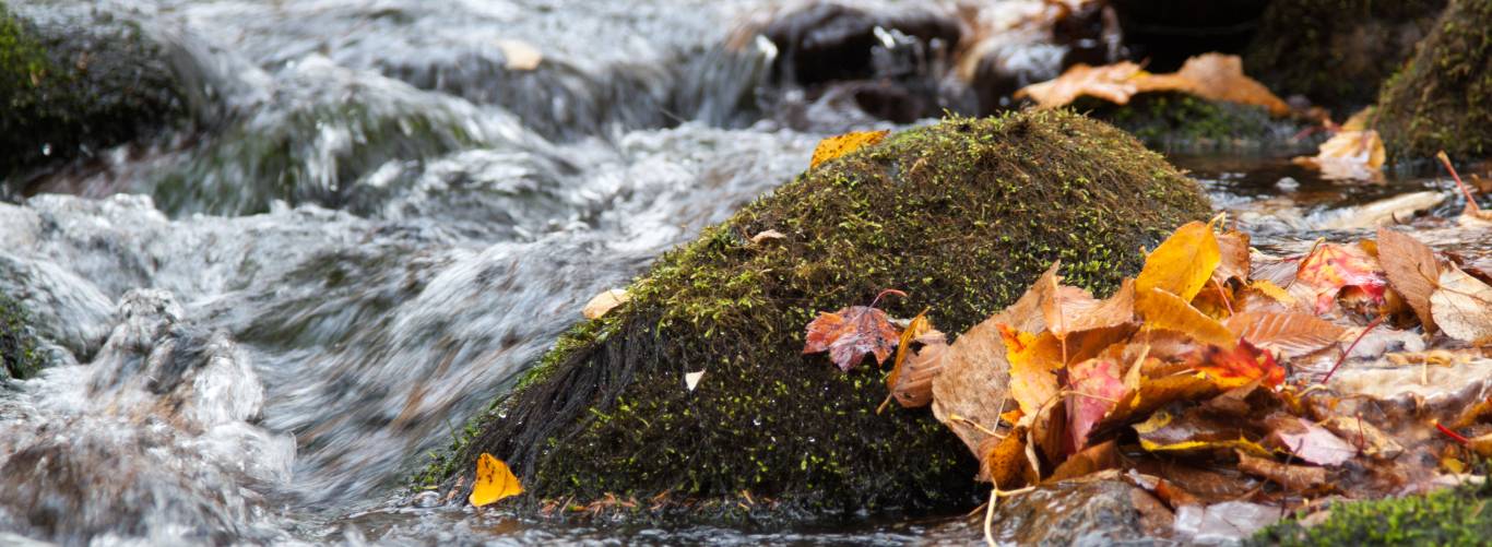 New England Forestry Foundation