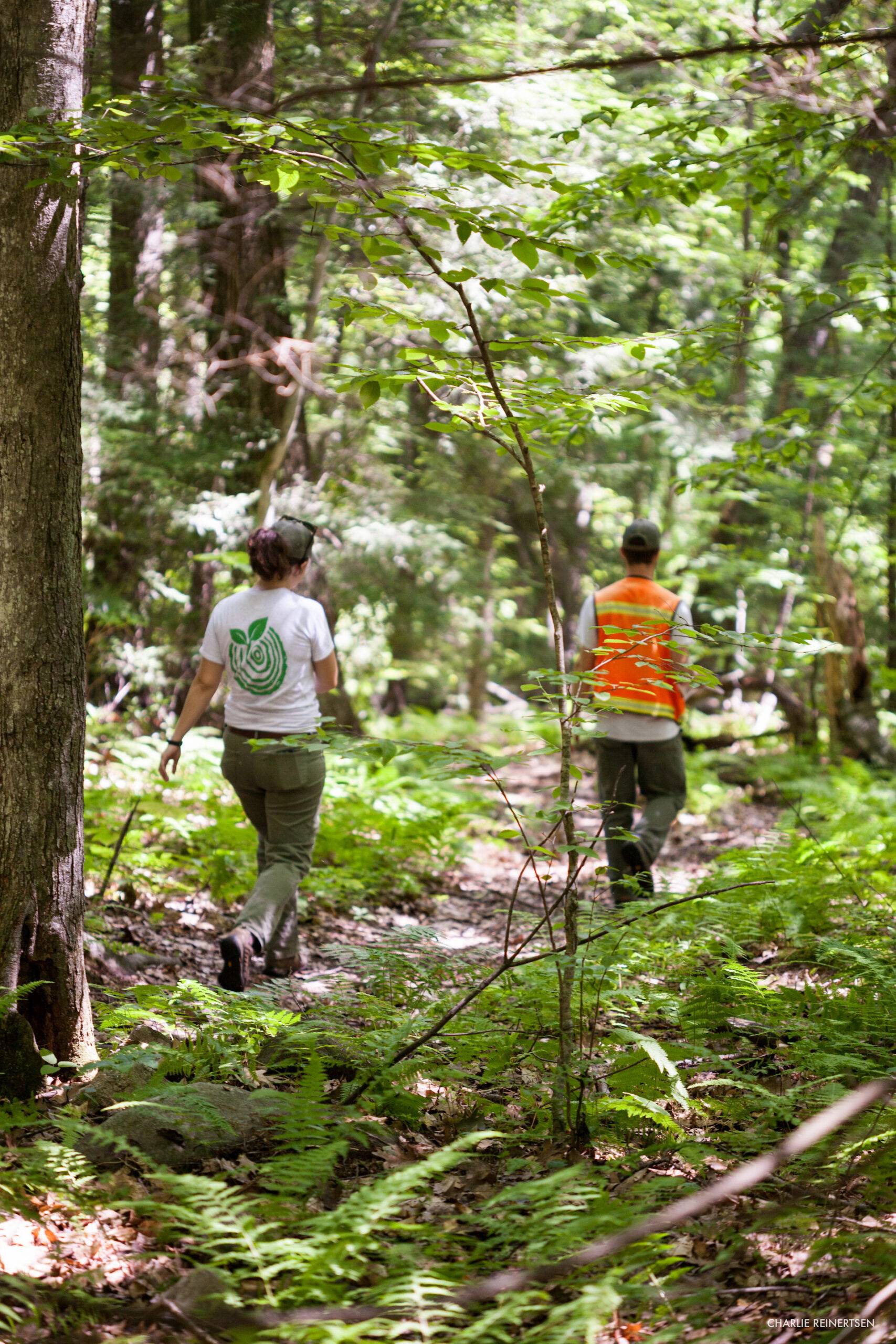 New England Forestry Foundation