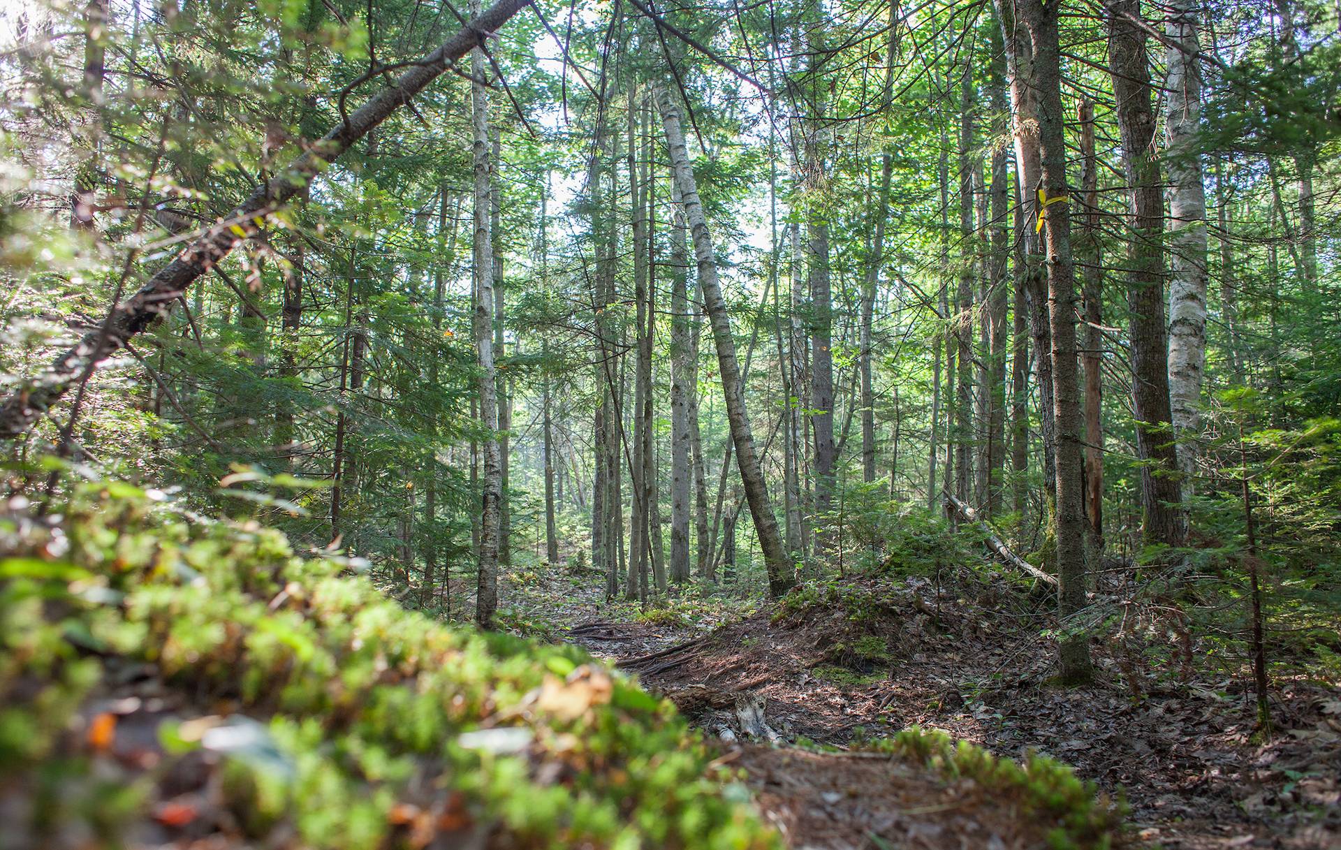 New England Forestry Foundation