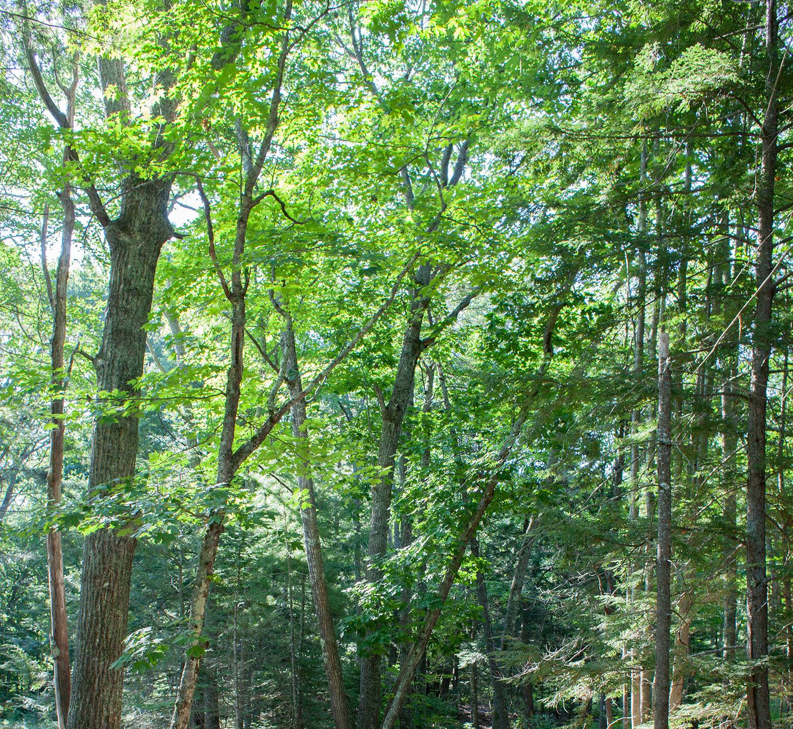 New England Forestry Foundation