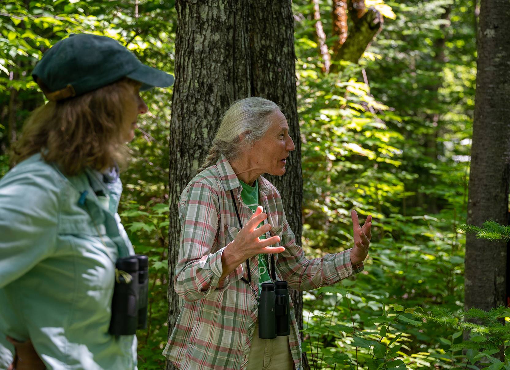 New England Forestry Foundation