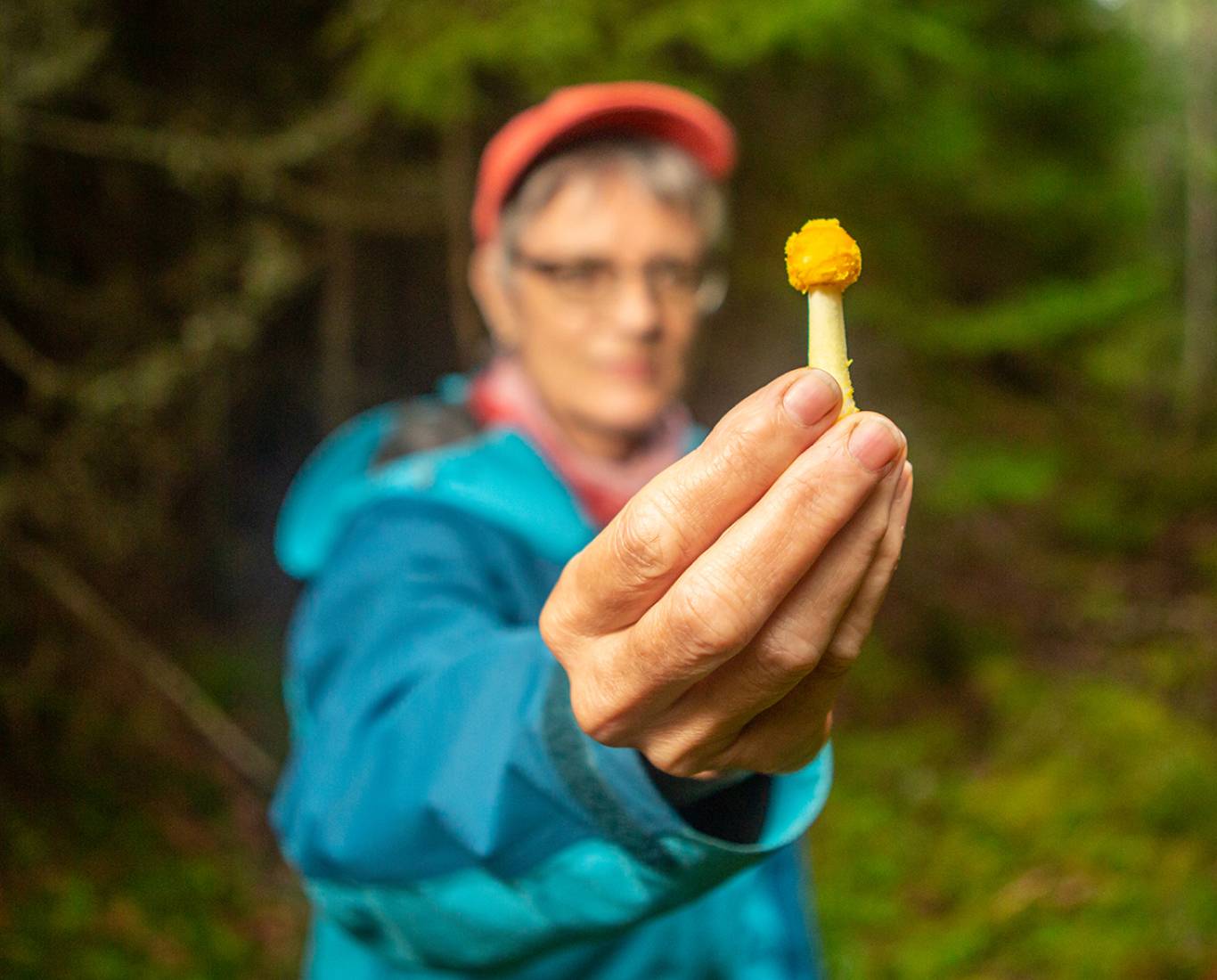 New England Forestry Foundation