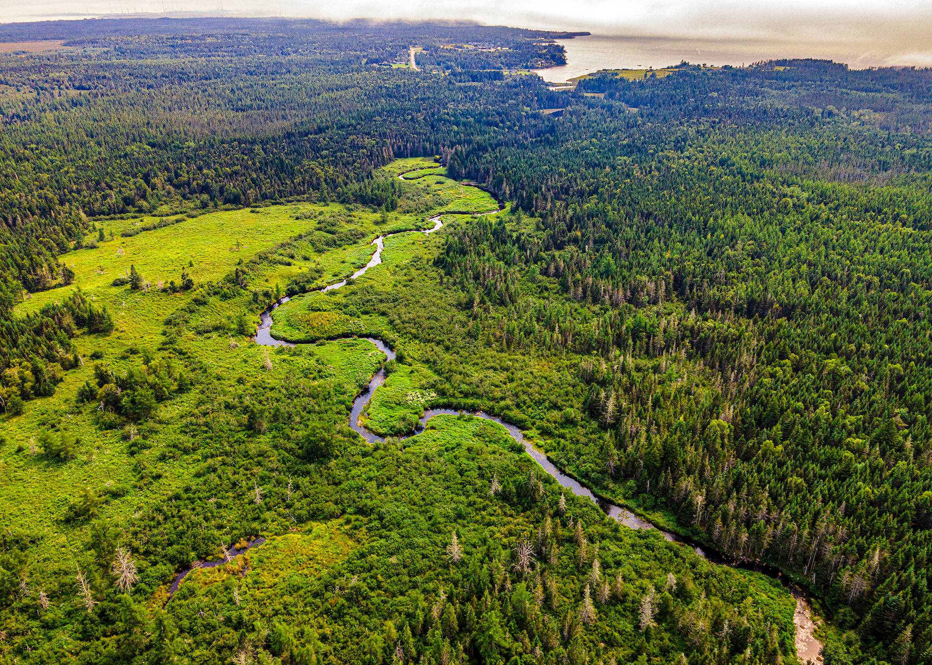 New England Forestry Foundation