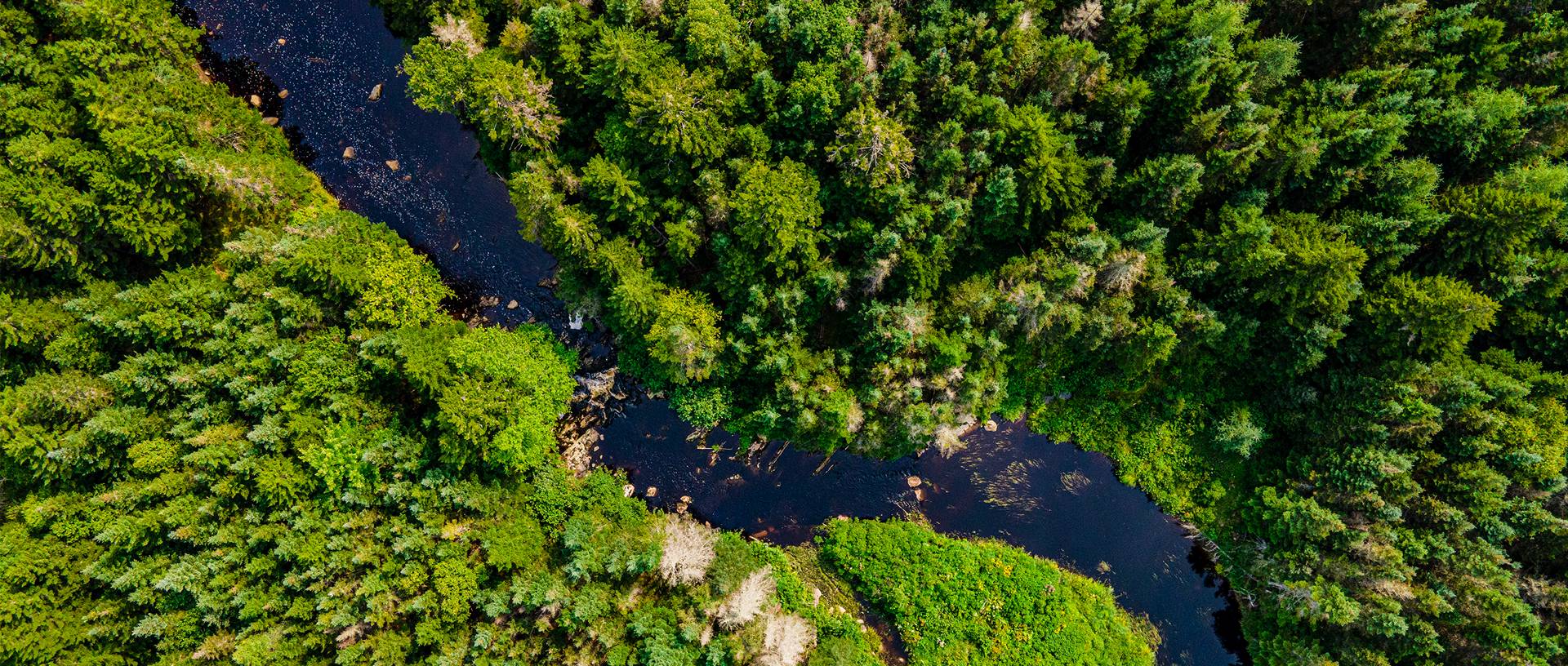 New England Forestry Foundation