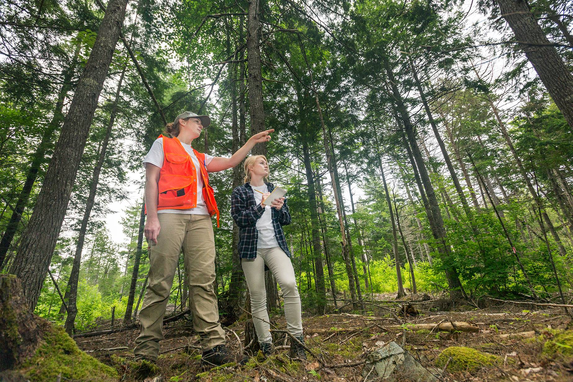 New England Forestry Foundation