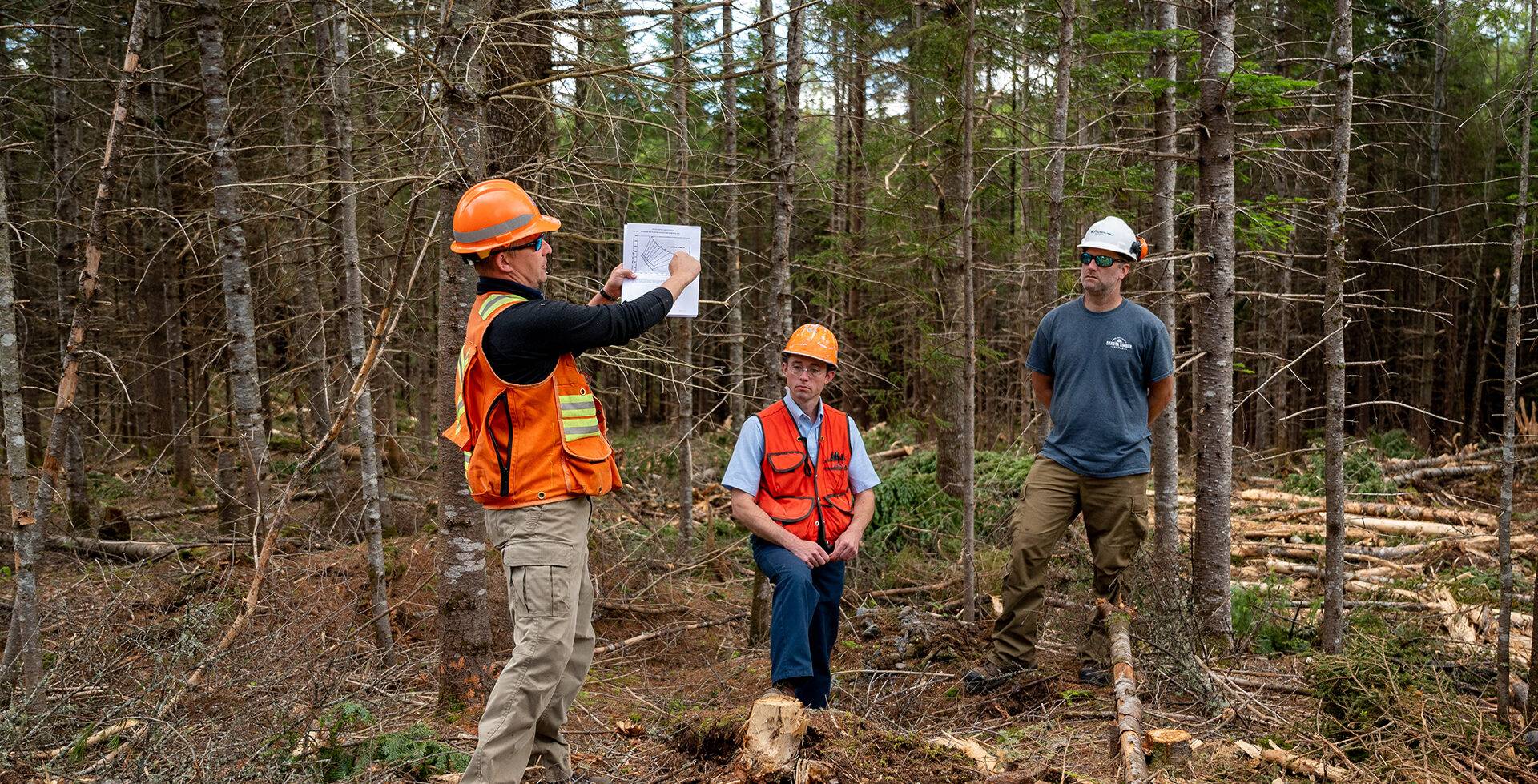 New England Forestry Foundation