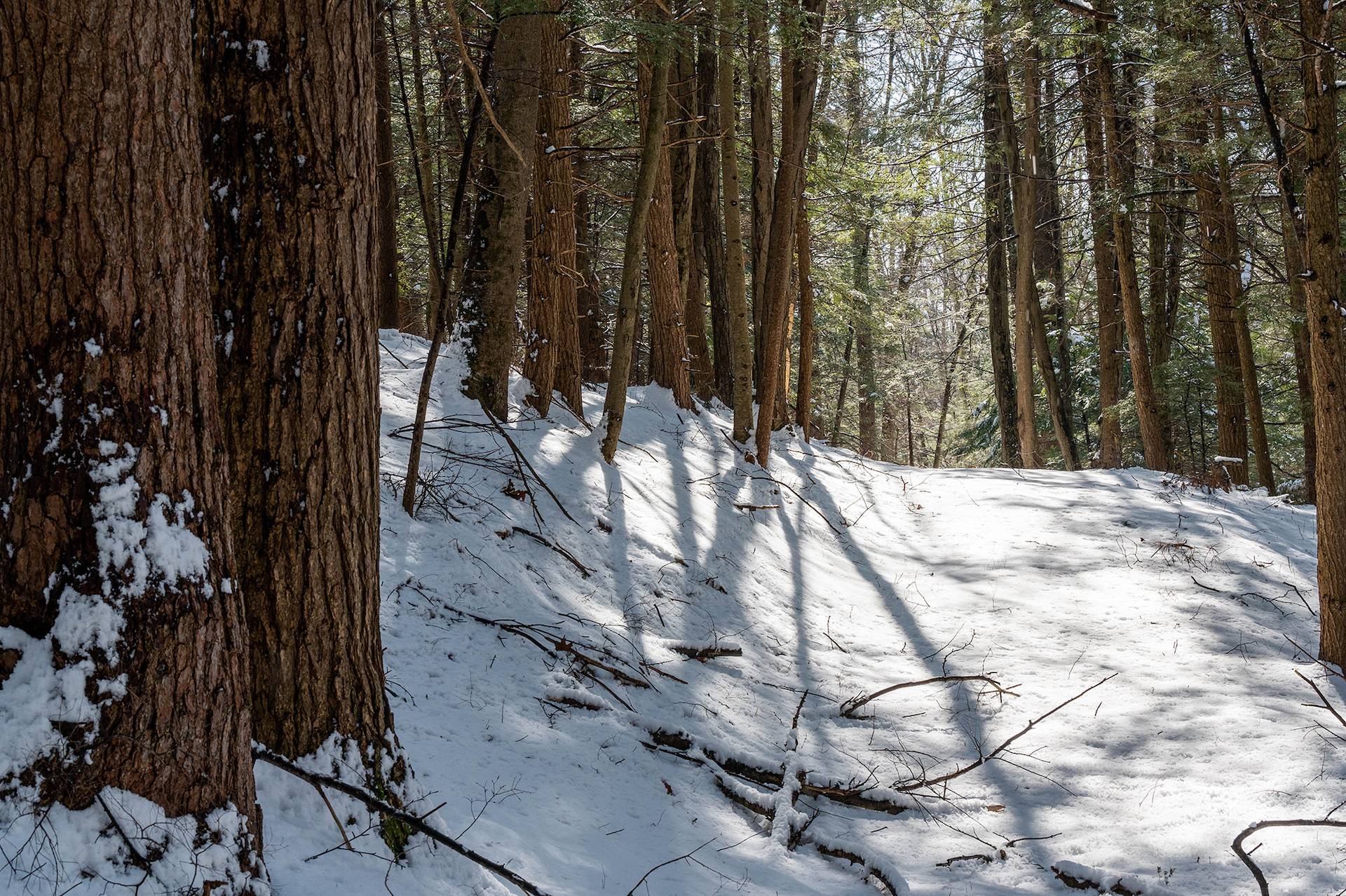 New England Forestry Foundation