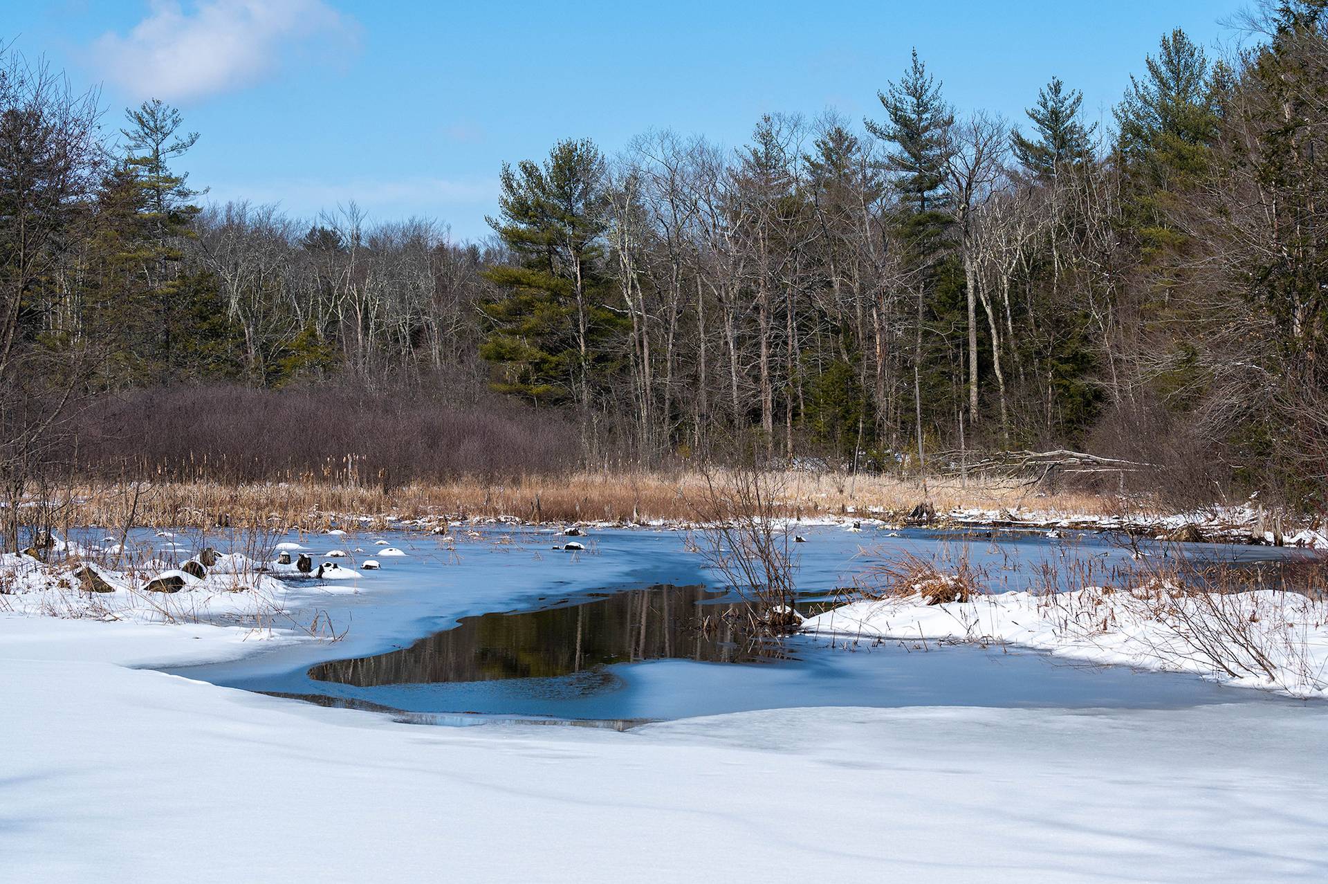 New England Forestry Foundation