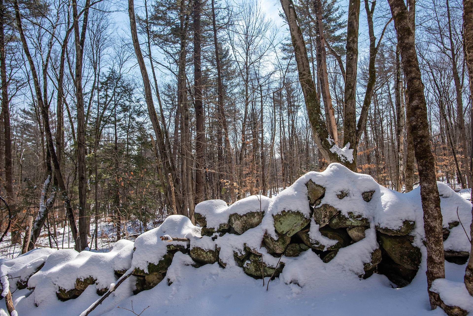 New England Forestry Foundation