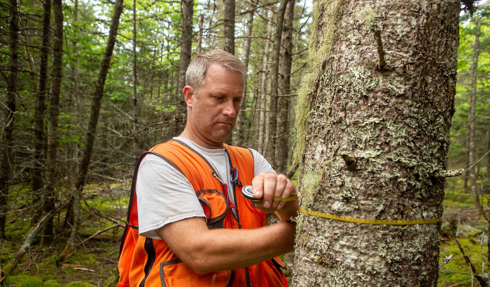 New England Forestry Foundation