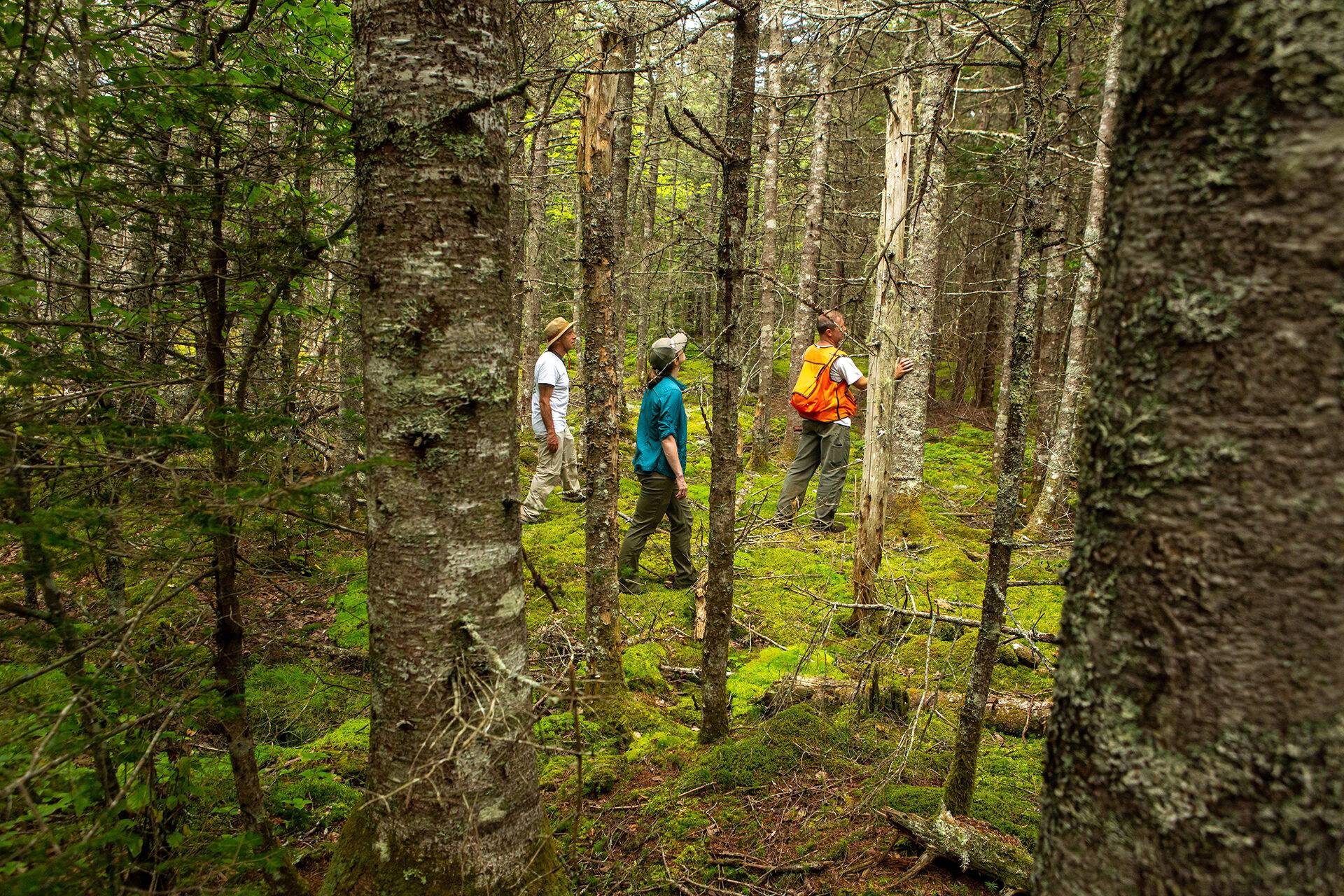 New England Forestry Foundation