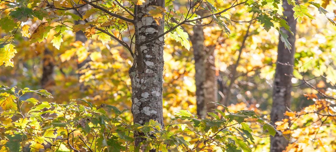 New England Forestry Foundation