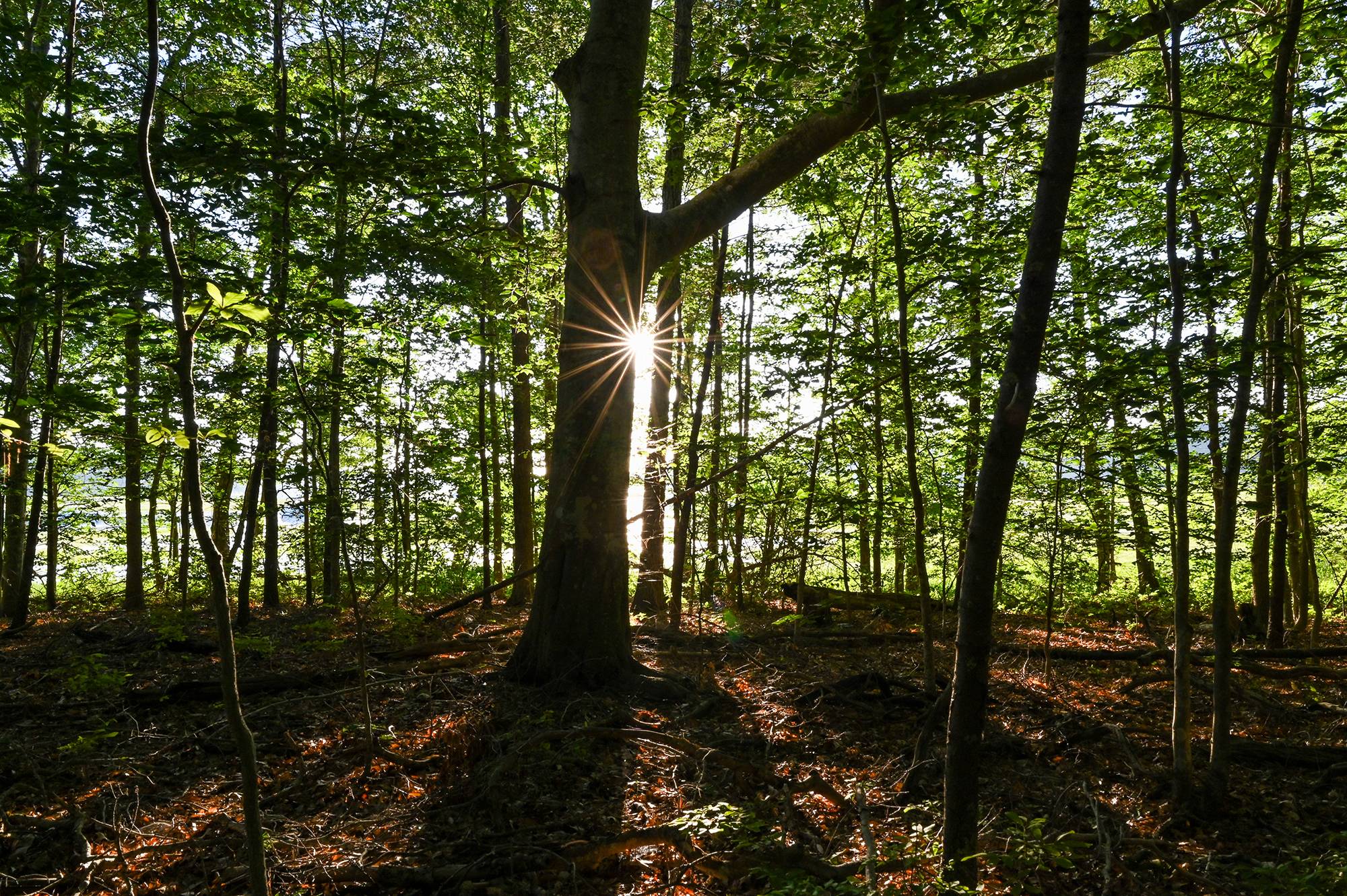 New England Forestry Foundation