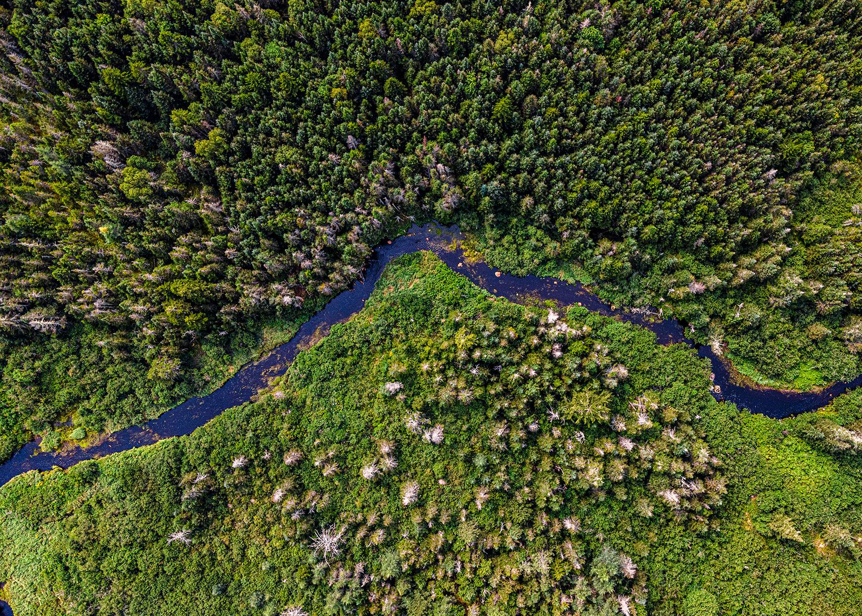 New England Forestry Foundation