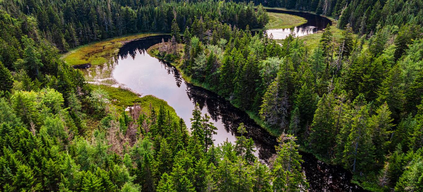 New England Forestry Foundation