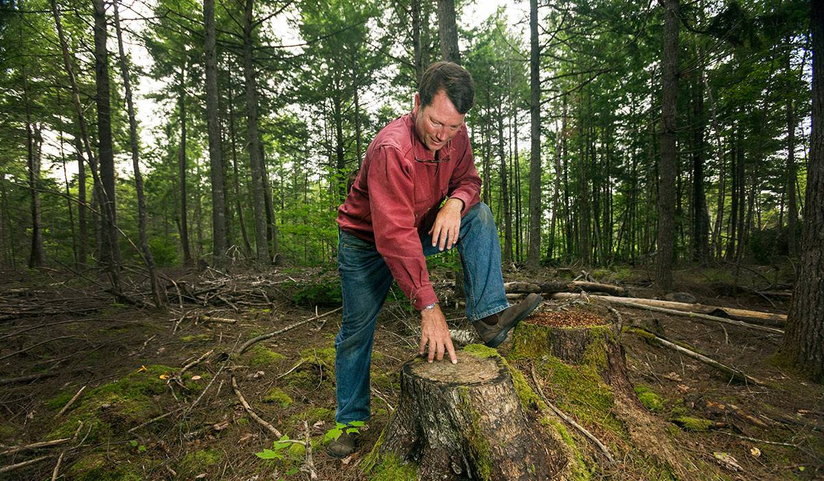 New England Forestry Foundation