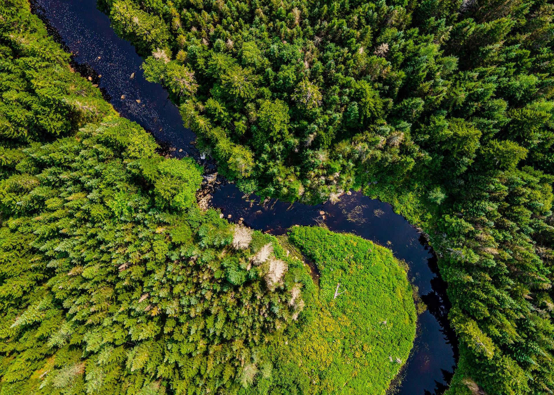 New England Forestry Foundation