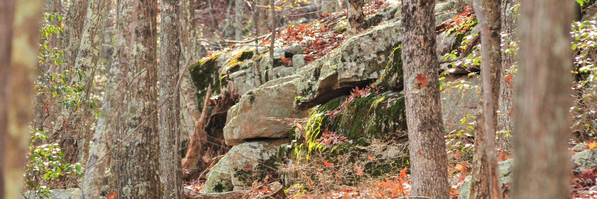 New England Forestry Foundation