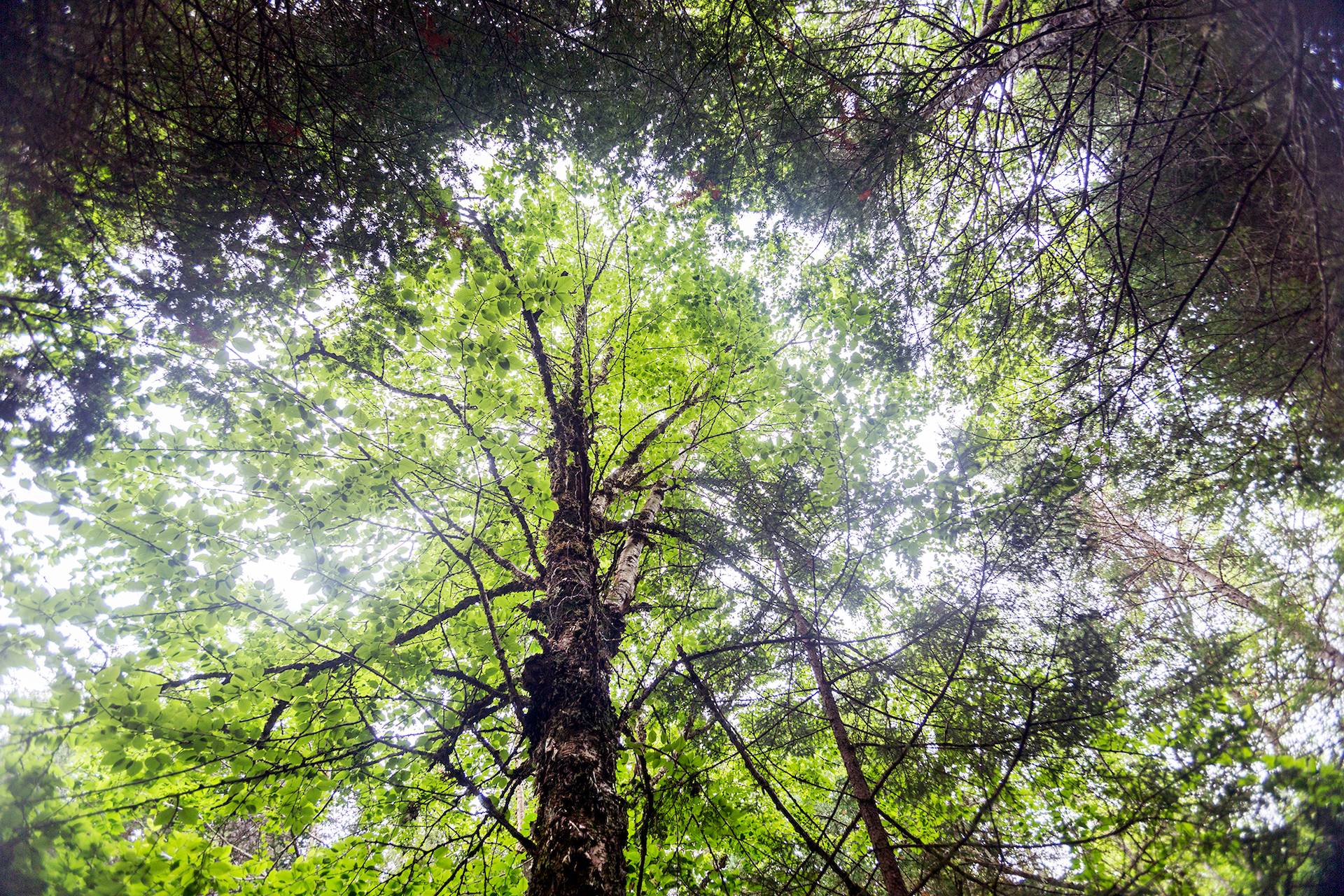 New England Forestry Foundation