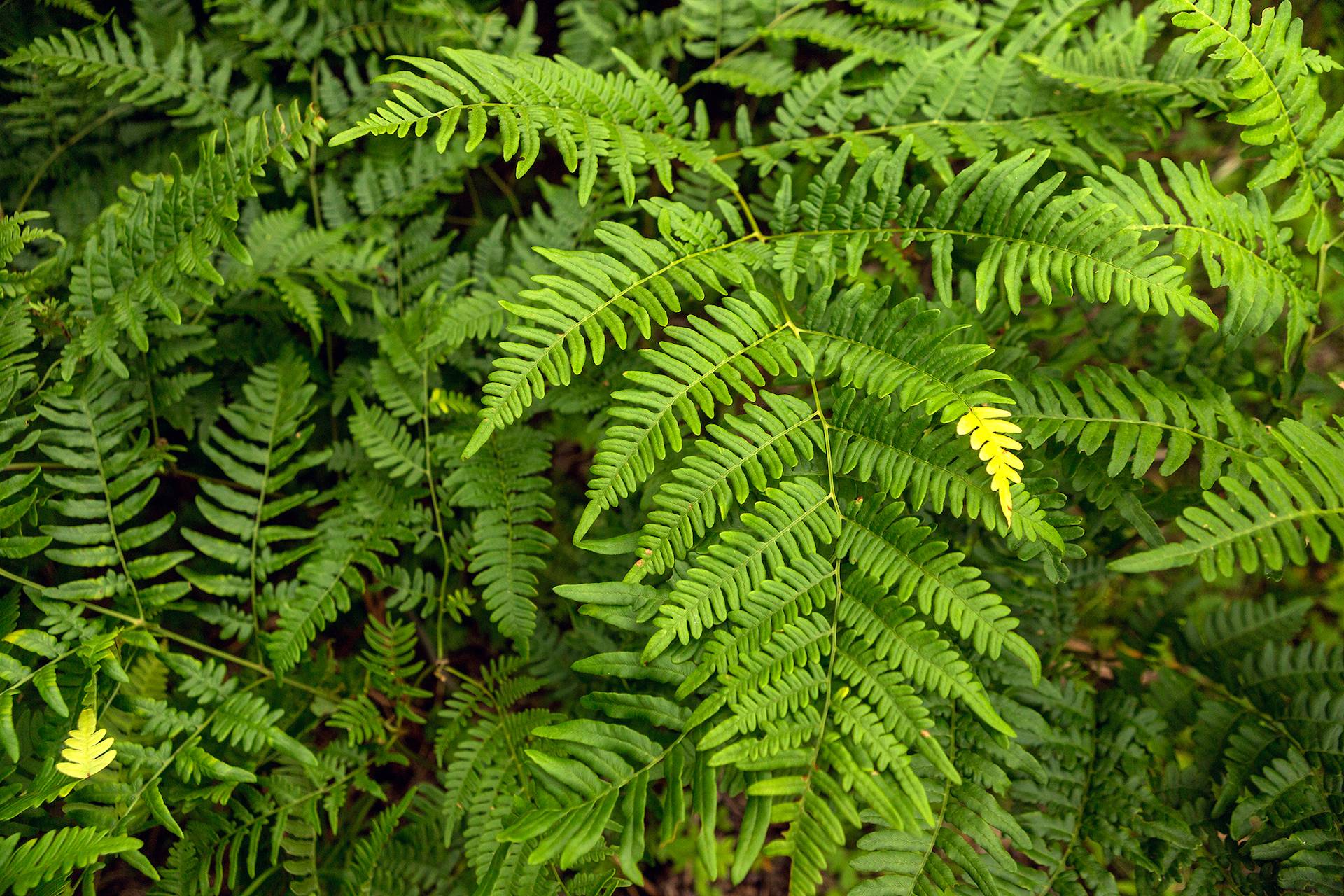 New England Forestry Foundation