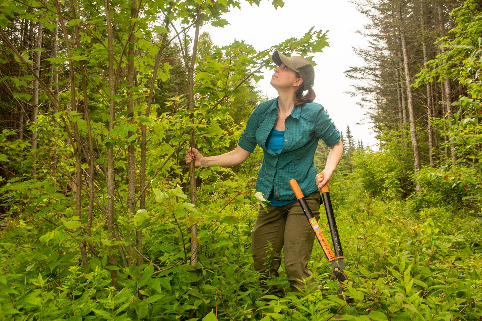 New England Forestry Foundation