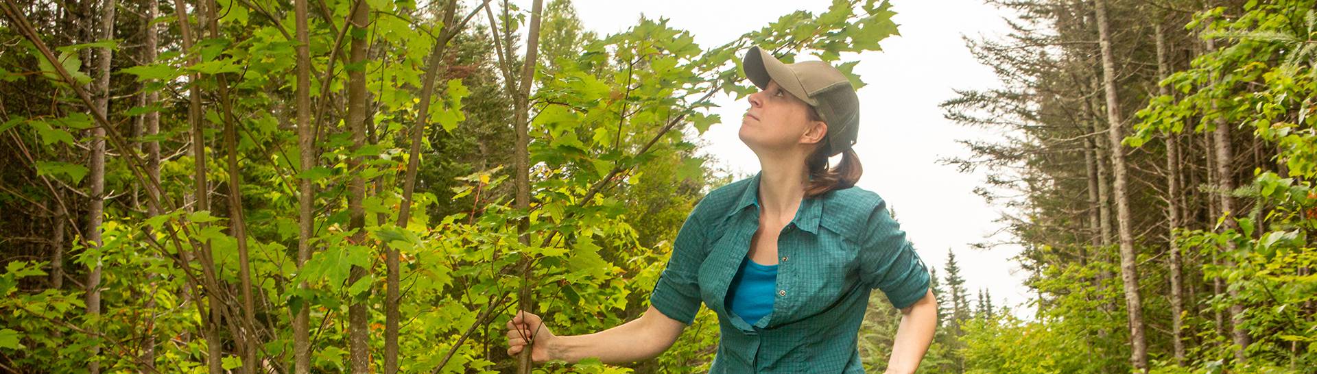 New England Forestry Foundation