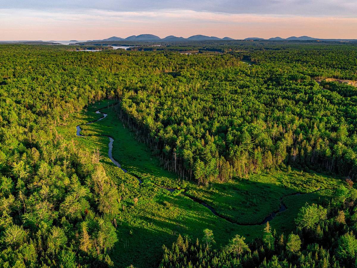 Frenchman-Bay-Community-Forest-Aerial